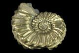Pyritized (Pleuroceras) Ammonite Fossil - Germany #131094-1